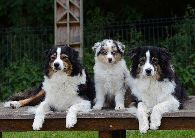 Amérindien Arrietty