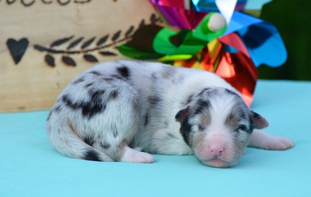 Du Chemin Pailleté - Chiots disponibles - Berger Australien