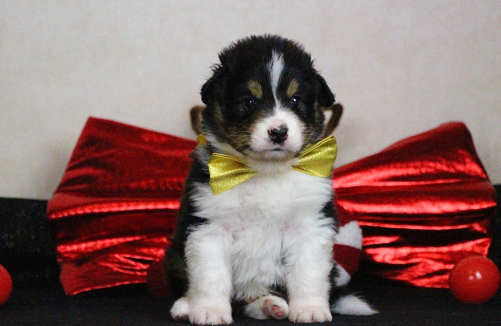 Du Chemin Pailleté - Chiots disponibles - Berger Australien