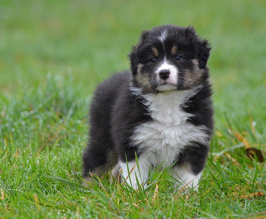 Du Chemin Pailleté - Chiots disponibles - Berger Australien