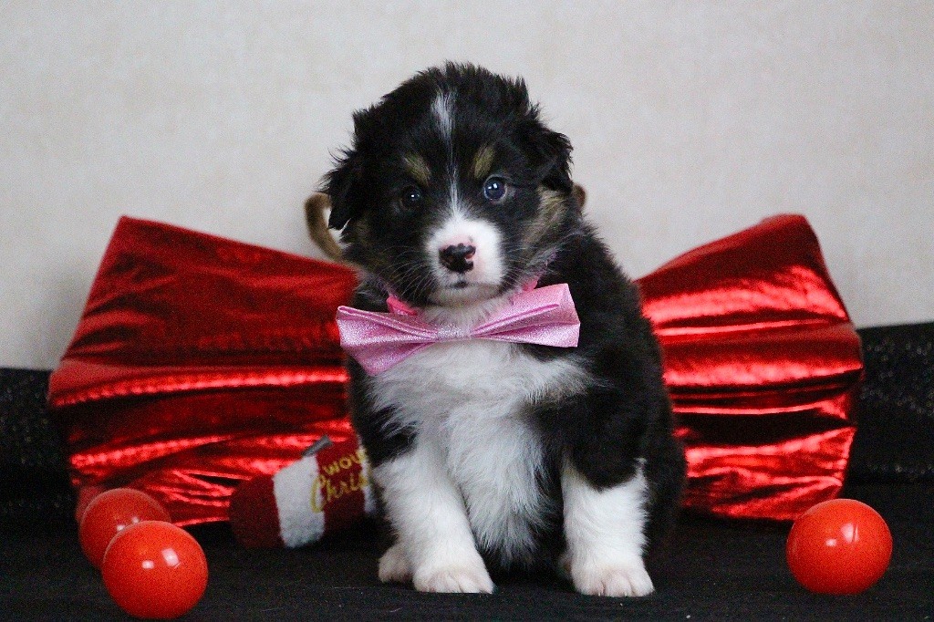 Du Chemin Pailleté - Chiots disponibles - Berger Australien