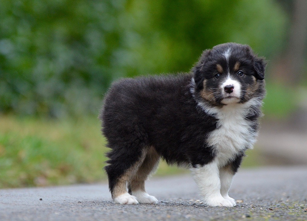 Du Chemin Pailleté - Chiots disponibles - Berger Australien