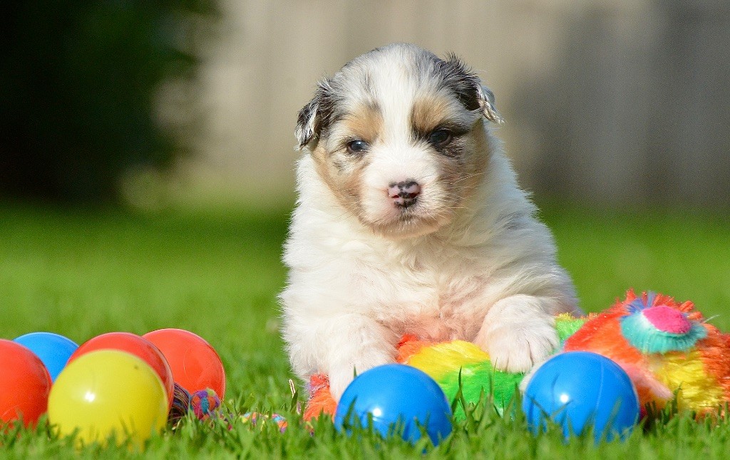Du Chemin Pailleté - Chiots disponibles - Berger Australien