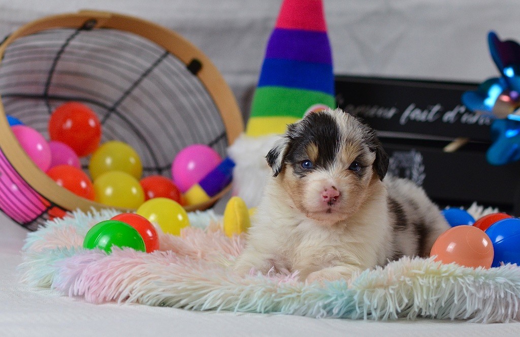 Du Chemin Pailleté - Chiots disponibles - Berger Australien