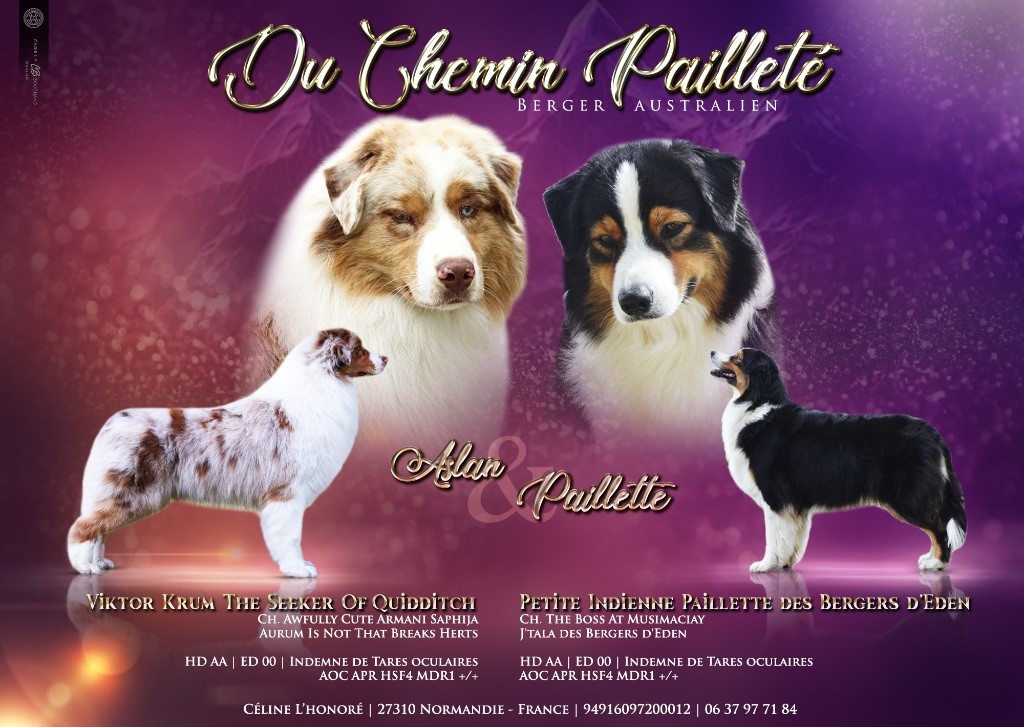 Du Chemin Pailleté - Berger Australien - Portée née le 27/06/2025
