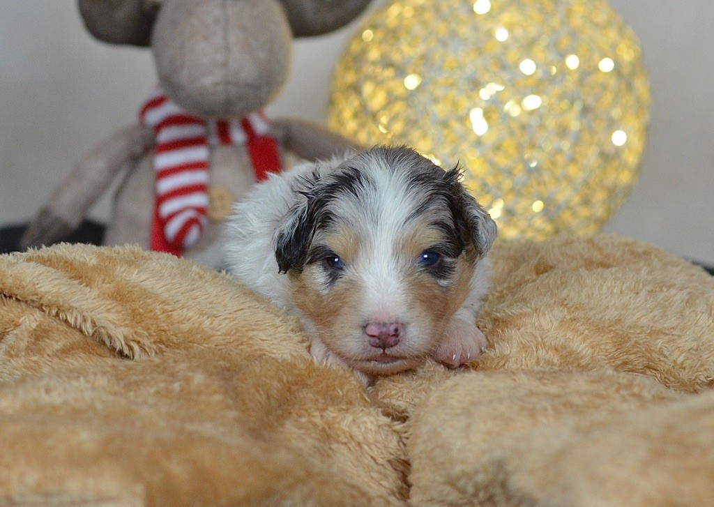 Du Chemin Pailleté - Chiots disponibles - Berger Australien