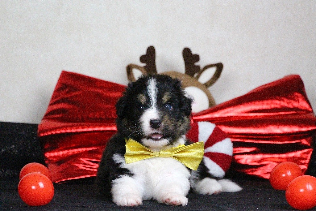 Du Chemin Pailleté - Chiots disponibles - Berger Australien