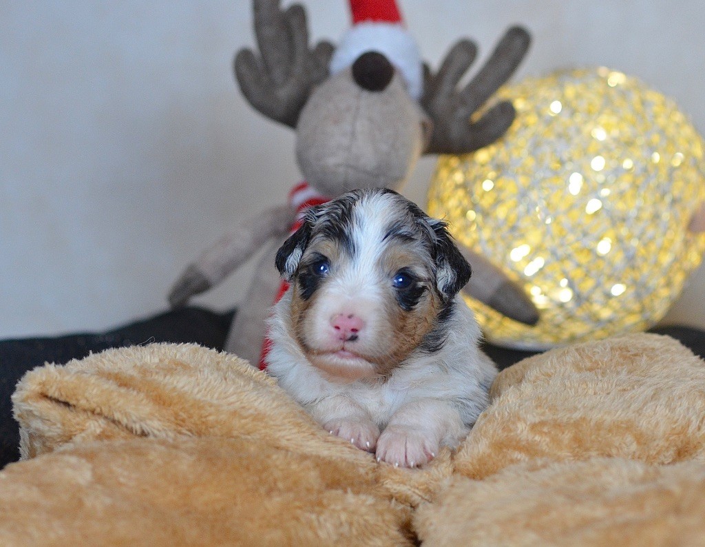 Du Chemin Pailleté - Chiots disponibles - Berger Australien