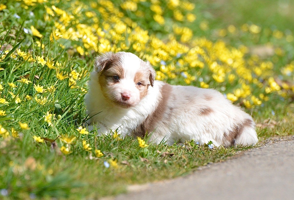 Du Chemin Pailleté - Chiots disponibles - Berger Australien