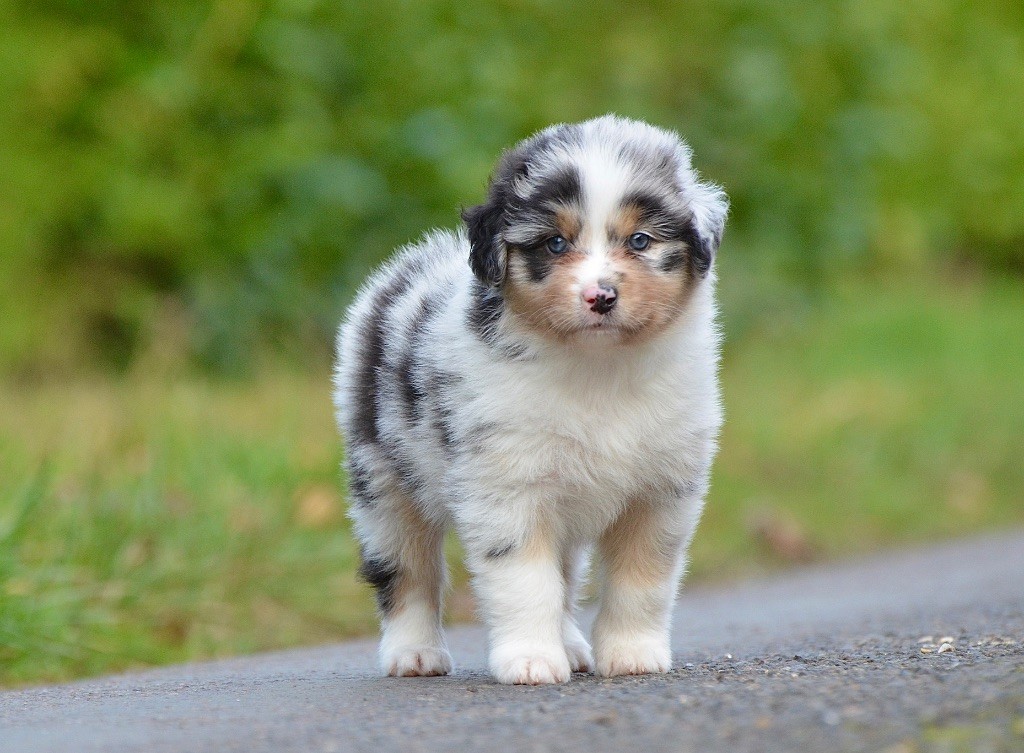 Du Chemin Pailleté - Chiots disponibles - Berger Australien