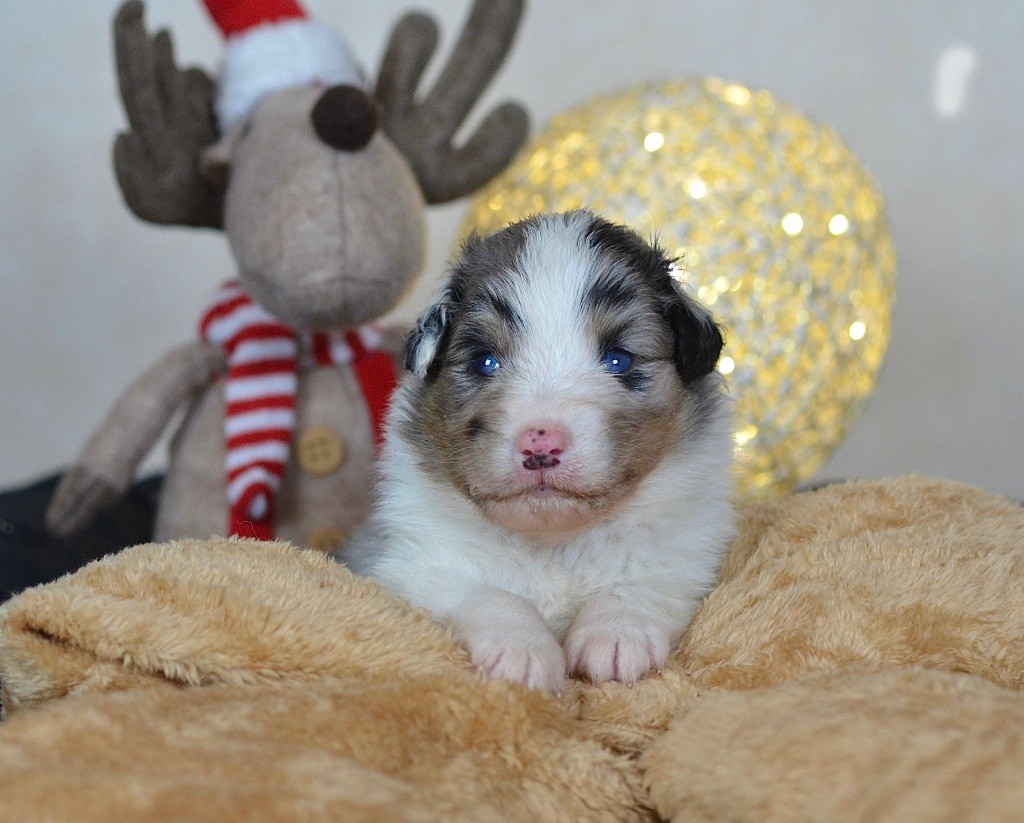 Du Chemin Pailleté - Chiots disponibles - Berger Australien