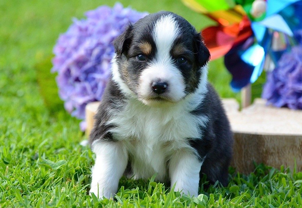 Du Chemin Pailleté - Chiots disponibles - Berger Australien