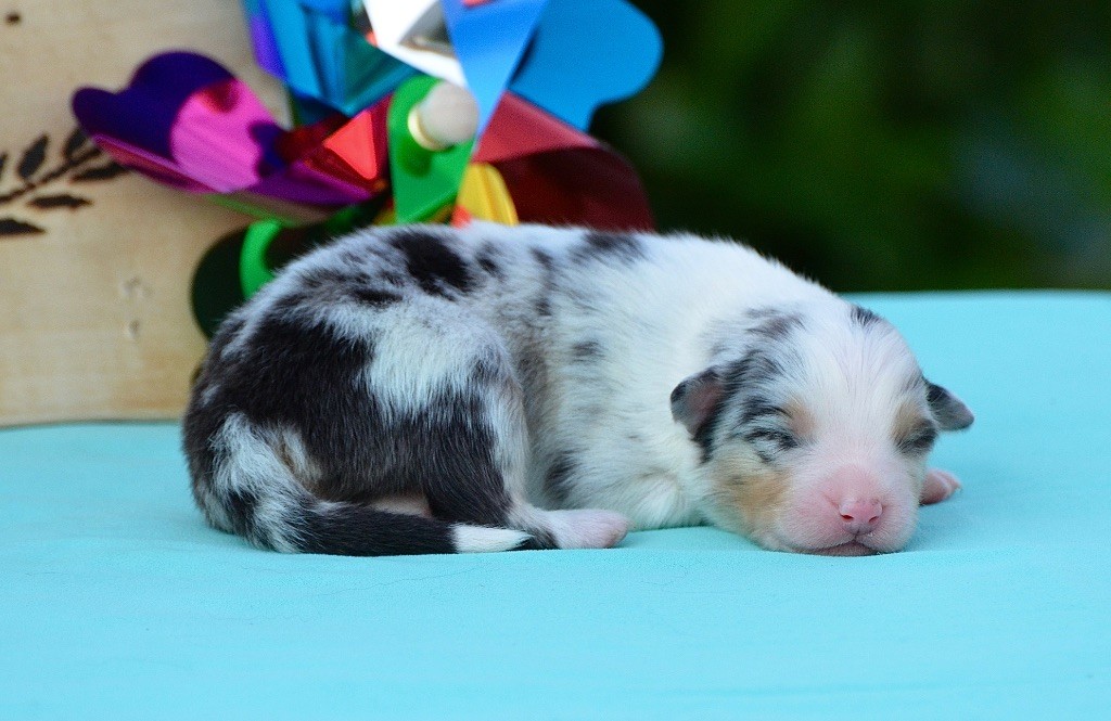 Du Chemin Pailleté - Chiots disponibles - Berger Australien
