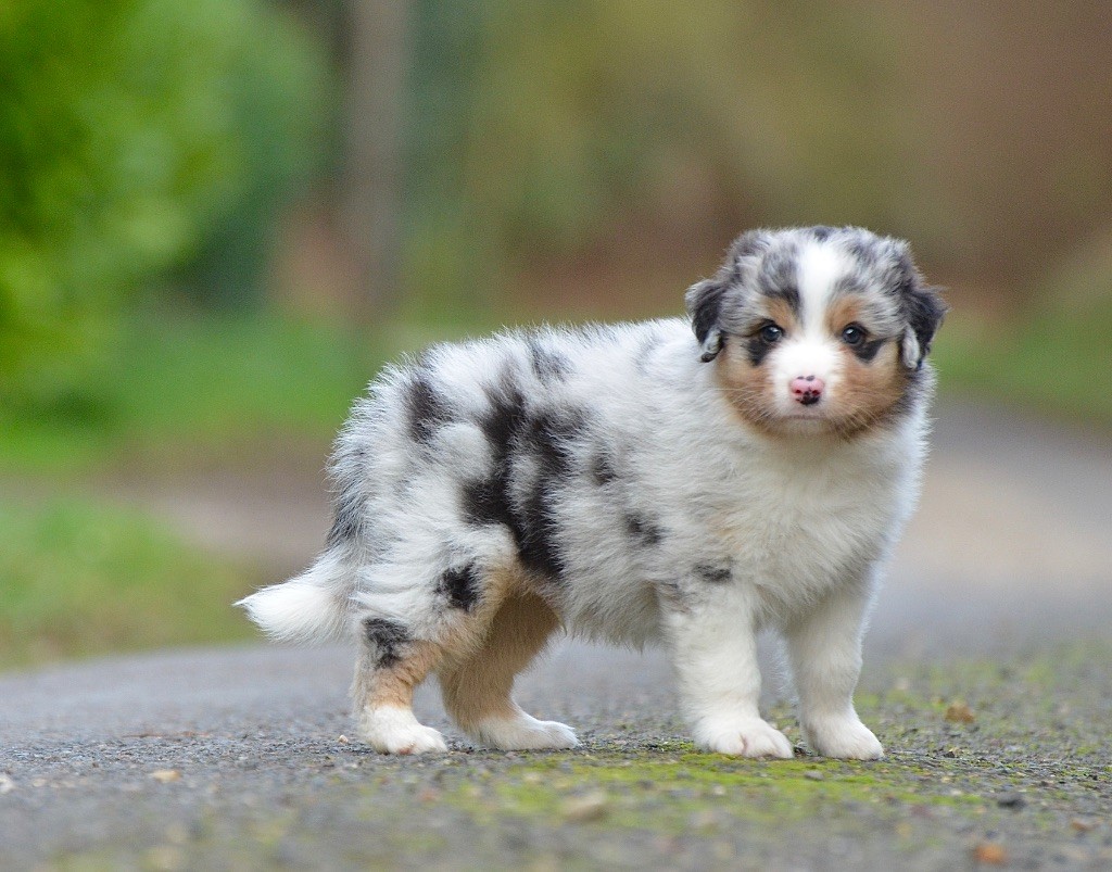 Du Chemin Pailleté - Chiots disponibles - Berger Australien